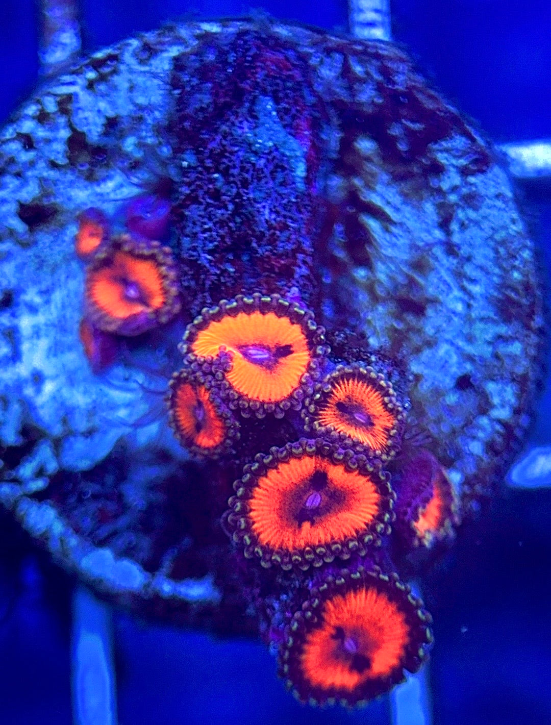Zoas/Paly ZP102803 WYSIWYG