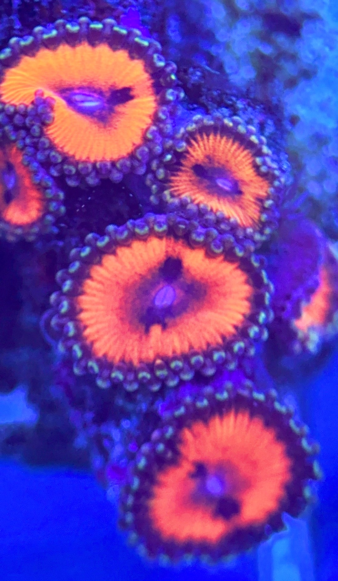 Zoas/Paly ZP102803 WYSIWYG