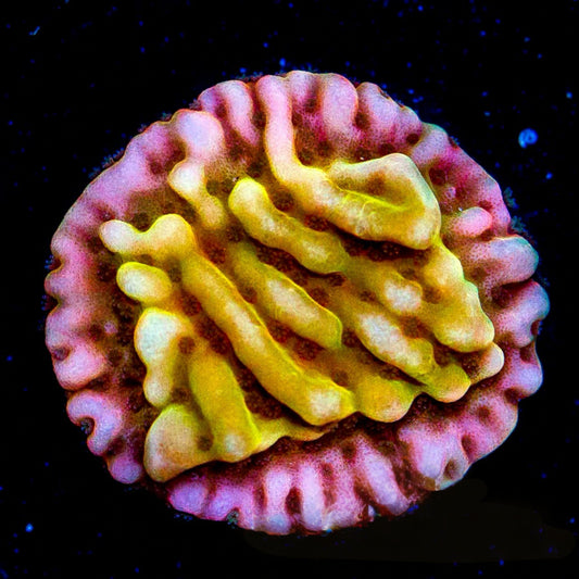 Love Shack Montipora ( Aquacultured) Size: M 0.75” to 1” Approx Frag