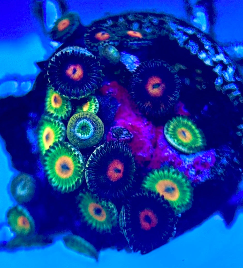 Zoas/Paly ZP102801 WYSIWYG