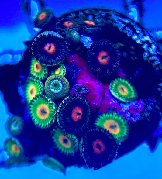 Zoas/Paly ZP102801 WYSIWYG
