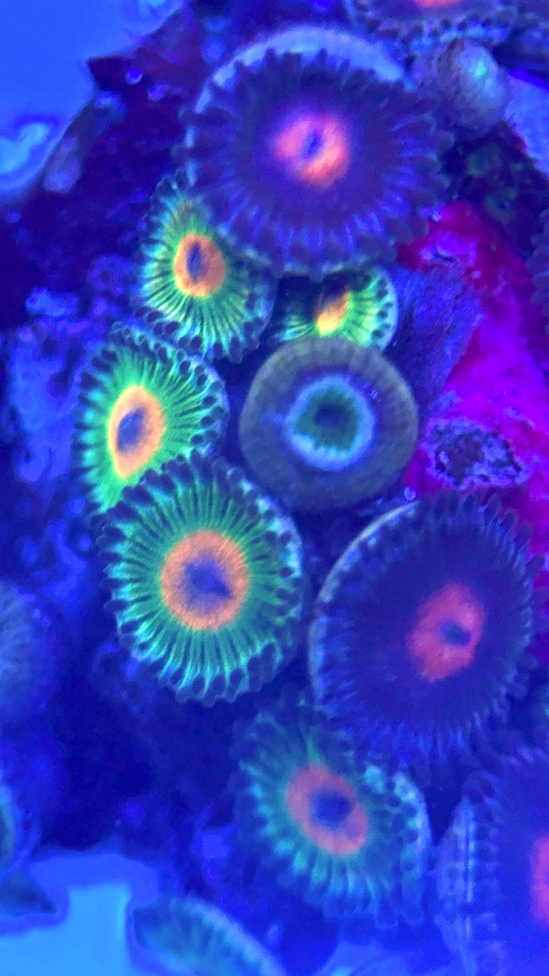 Zoas/Paly ZP102801 WYSIWYG