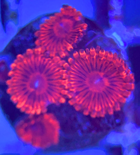 Zoas/Paly ZP102802 WYSIWYG