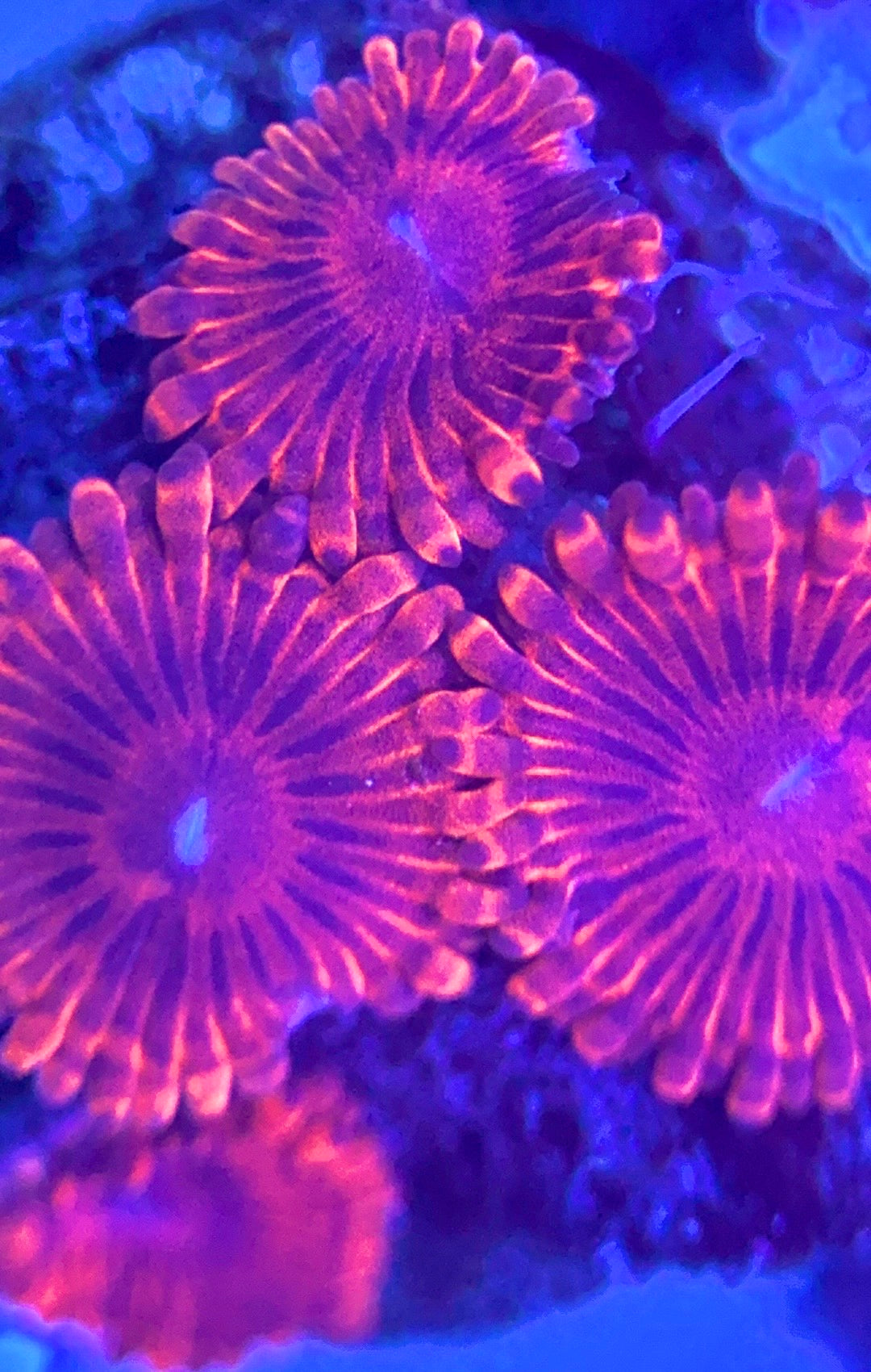 Zoas/Paly ZP102802 WYSIWYG
