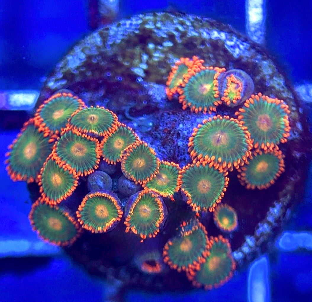 Zoas/Paly ZP102803 WYSIWYG
