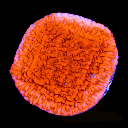 Red Cap Montipora (Aquacultured) Size: M 0.75" to 1" Approx Frag