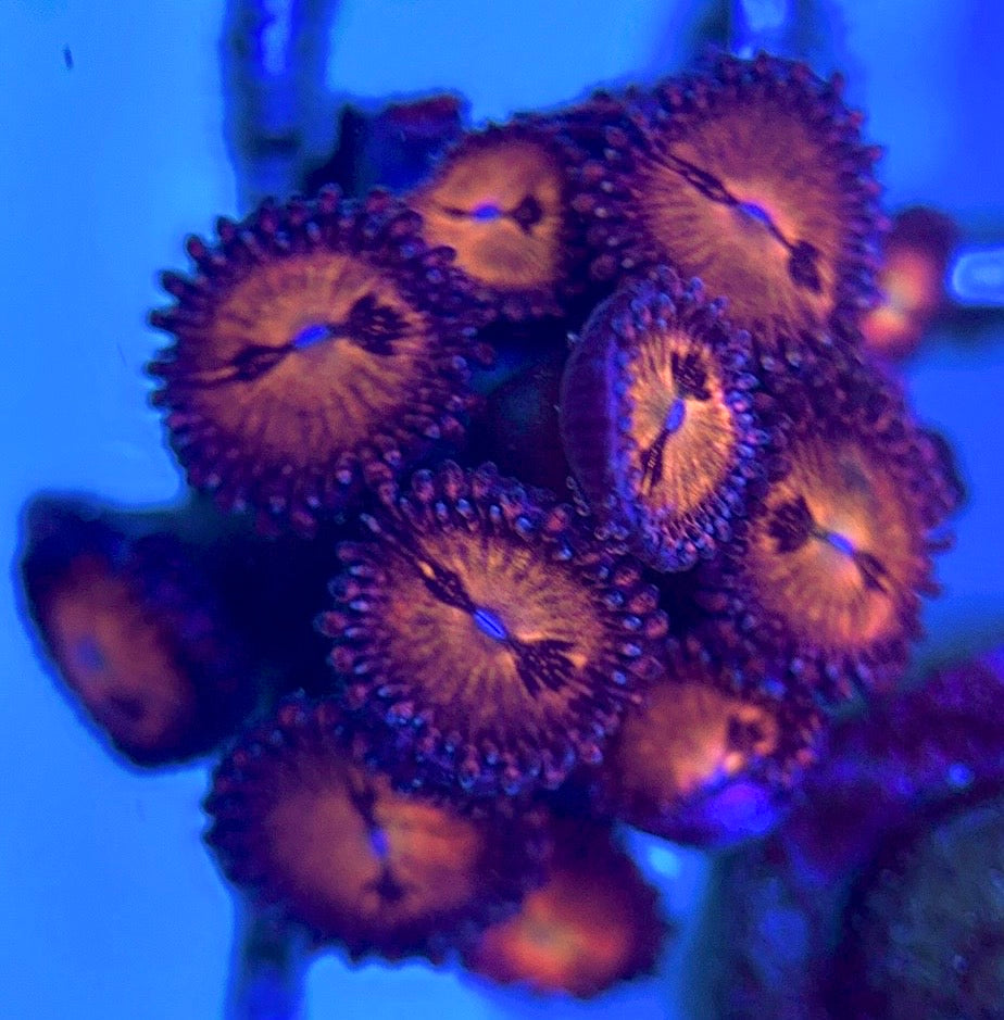 Zoas/Paly ZP102801 WYSIWYG
