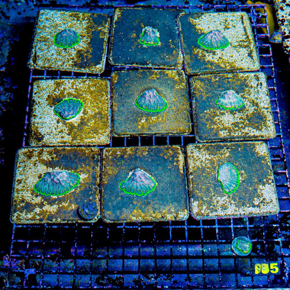 Wave Runner Favites (Aquacultured) Size: M 0.5" to 0.75" Approx Frag