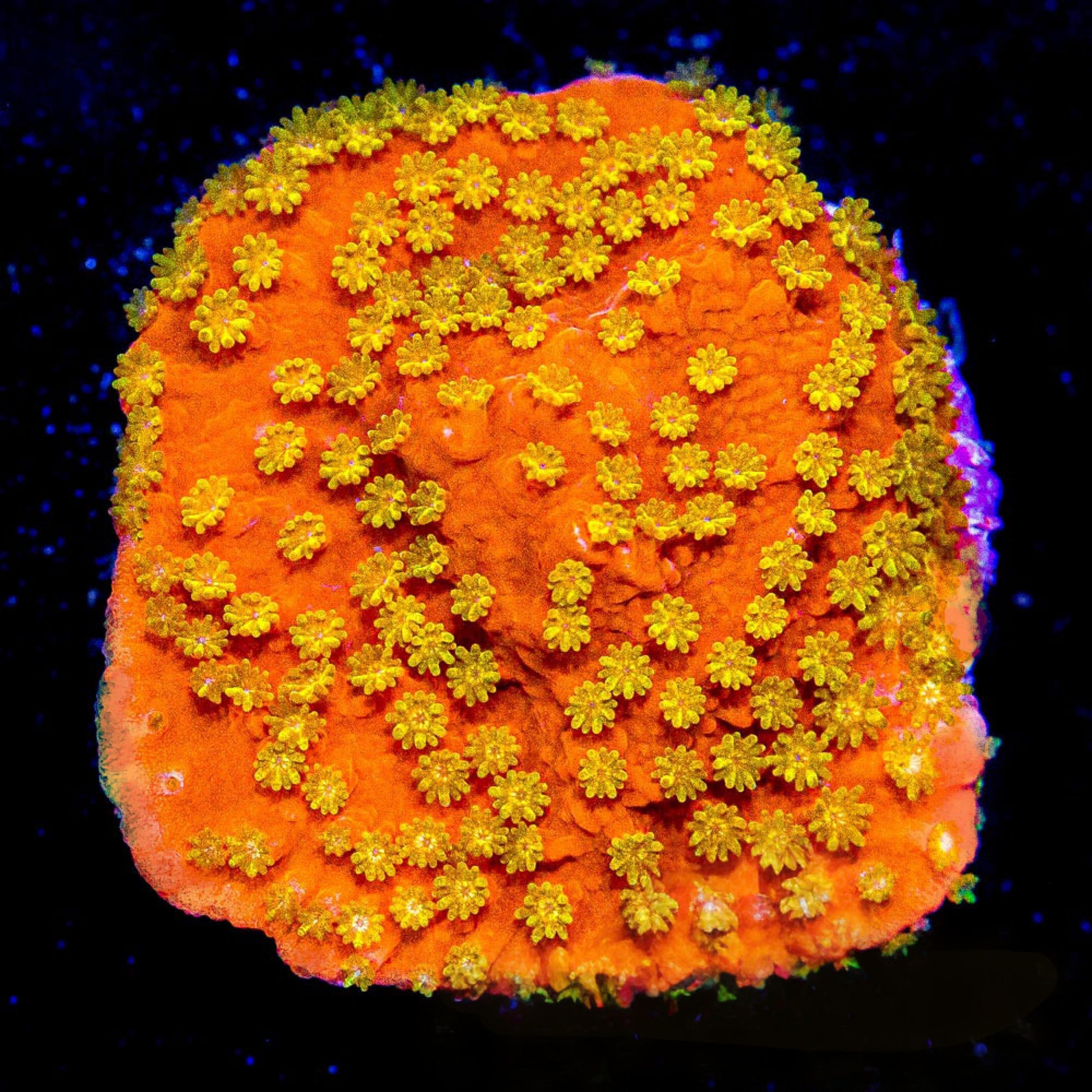 Sunburst Montipora (Aquacultured) Size: M 0.75" to 1" Approx Frag - Violet Aquarium 