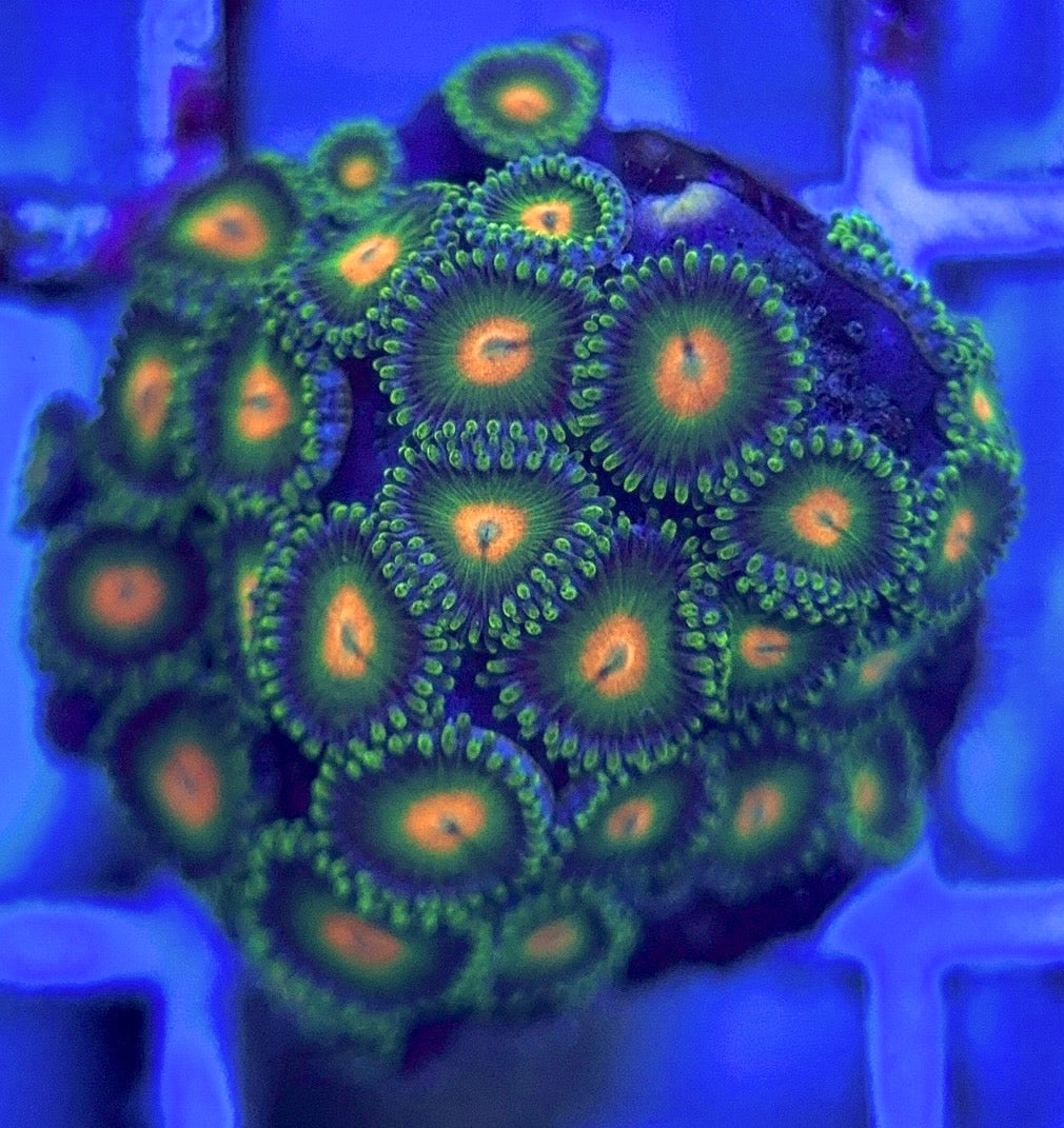 Zoas/Paly ZP102803 WYSIWYG