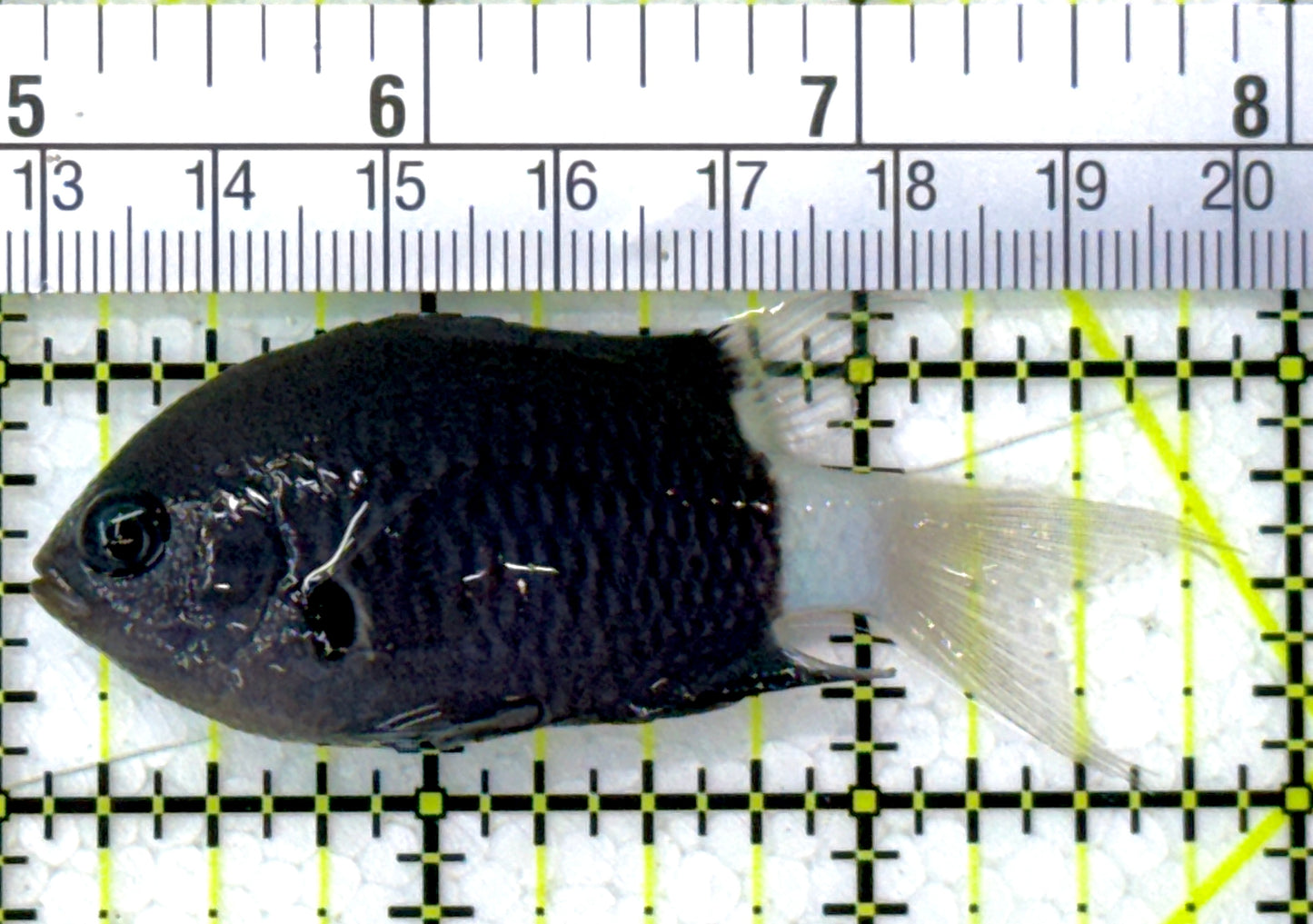 Bicolor Chromis BC112701 WYSIWYG Size: M 2.75" approx