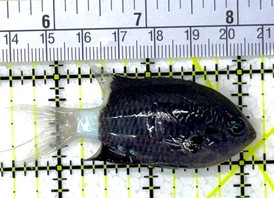 Bicolor Chromis BC112701 WYSIWYG Size: M 2.75" approx