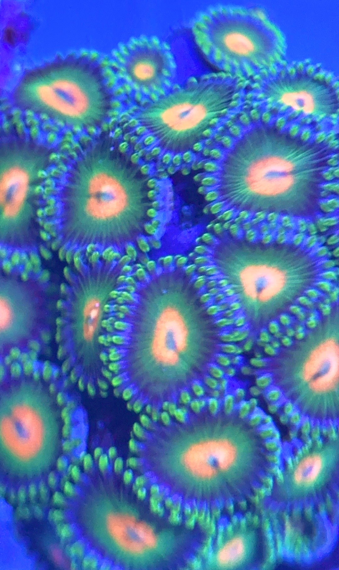 Zoas/Paly ZP102803 WYSIWYG