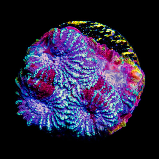 Space Rift Favia (Aquacultured) Size: M 0.75” to 1” Approx Frag