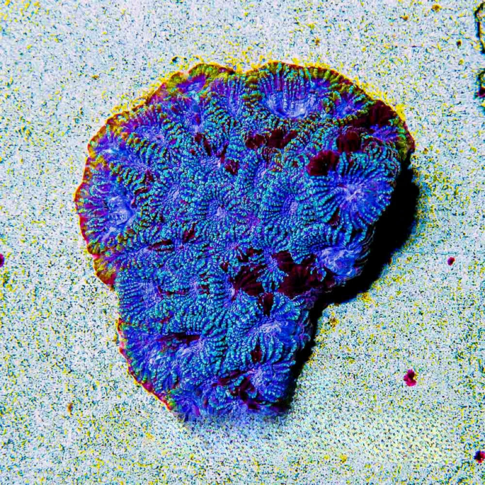 Space Rift Favia (Aquacultured) Size: M 0.75” to 1” Approx Frag