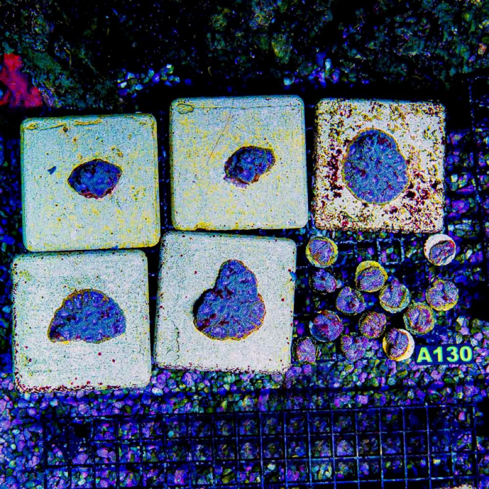 Space Rift Favia (Aquacultured) Size: M 0.75” to 1” Approx Frag