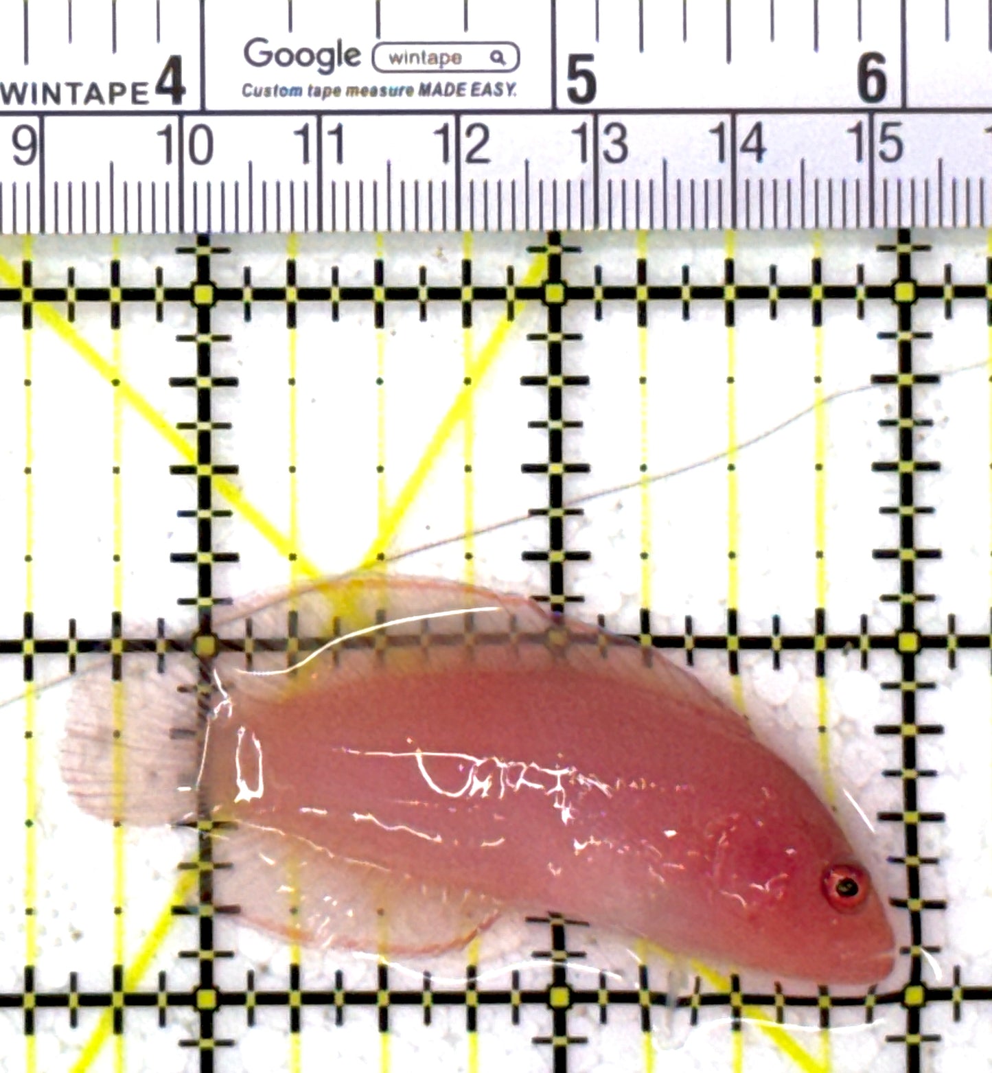 Ringeye Dottyback RD112701 WYSIWYG Size: M 2.5" approx
