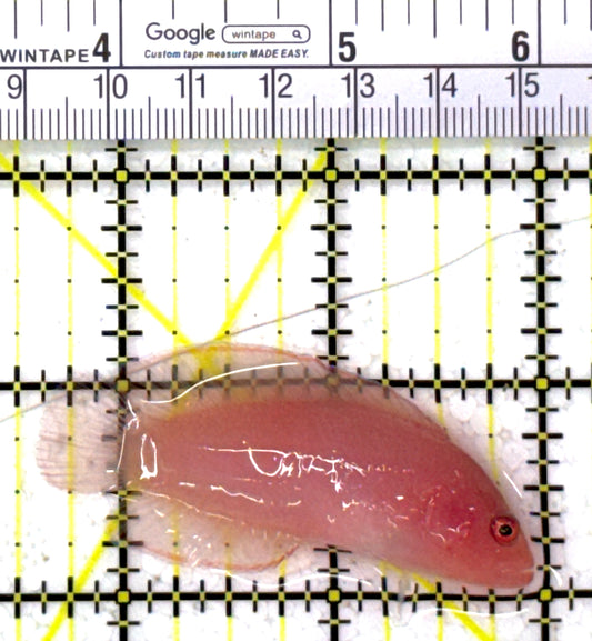 Ringeye Dottyback RD112701 WYSIWYG Size: M 2.5" approx