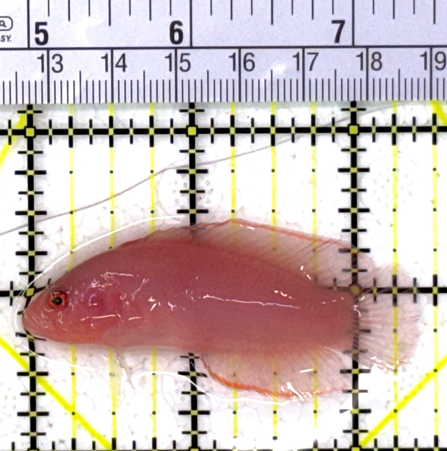 Ringeye Dottyback RD112701 WYSIWYG Size: M 2.5" approx