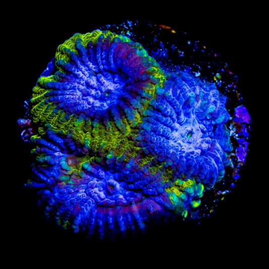 Midnight Lightning Favia (Aquacultured) Size: M 0.75” to 1” Approx Frag