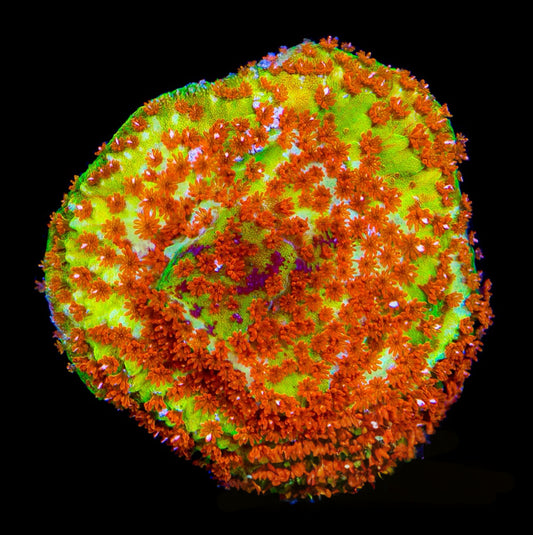TSA Chili Pepper Montipora  (Aquacultured) Size: M 0.75" to 1" Approx Frag