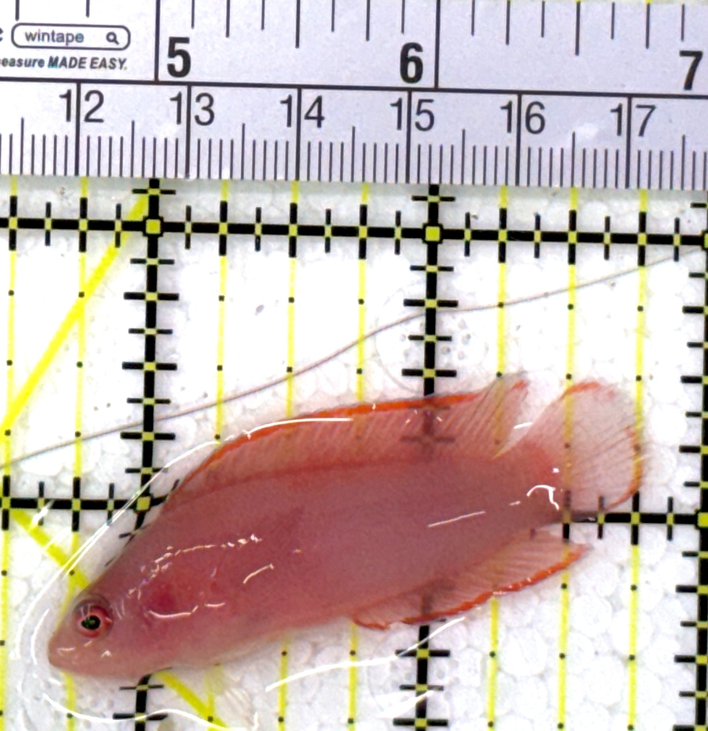 Ringeye Dottyback RD112702 WYSIWYG Size: M 2.25" approx