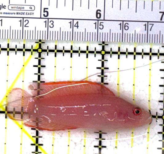 Ringeye Dottyback RD112702 WYSIWYG Size: M 2.25" approx