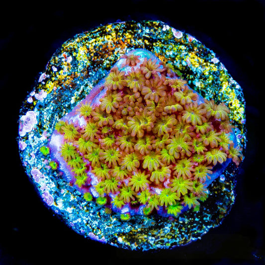 Flower Power Montipora (Aquacultured) Size: M 0.75" to 1" Approx Frag