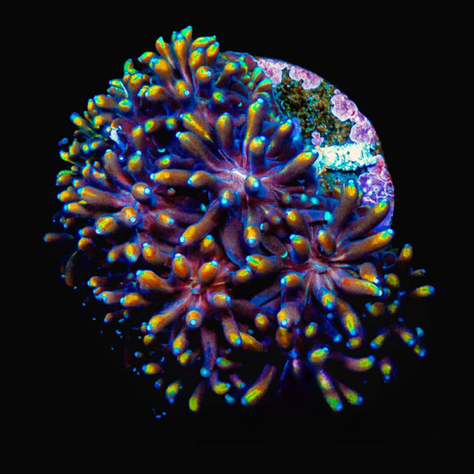 Orange Passion Galaxea (Aquacultured) Size: M 0.75” to 1” Approx Frag