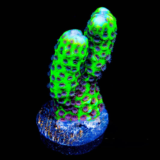 Slime Ball Montipora Spongodes (Aquacultured) Size: M 0.75" to 1" Approx Frag