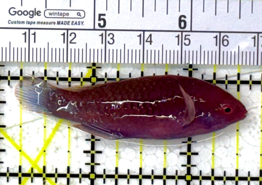 Blueside Fairy Wrasse BFW112701 WYSIWYG Size: M 2.5" approx