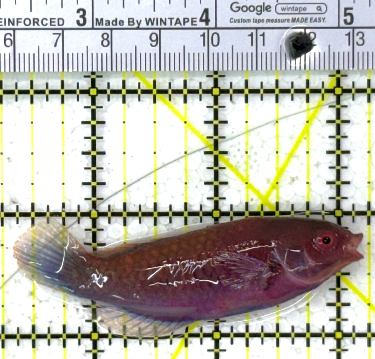 Blueside Fairy Wrasse BFW112702 WYSIWYG Size: M 3"  approx