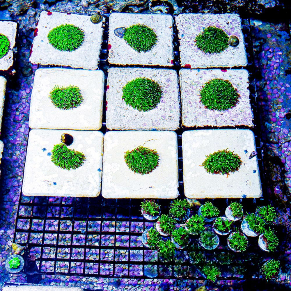 Starburst Galaxea (Aquacultured) Size: L 2" to 3" Approx Frag