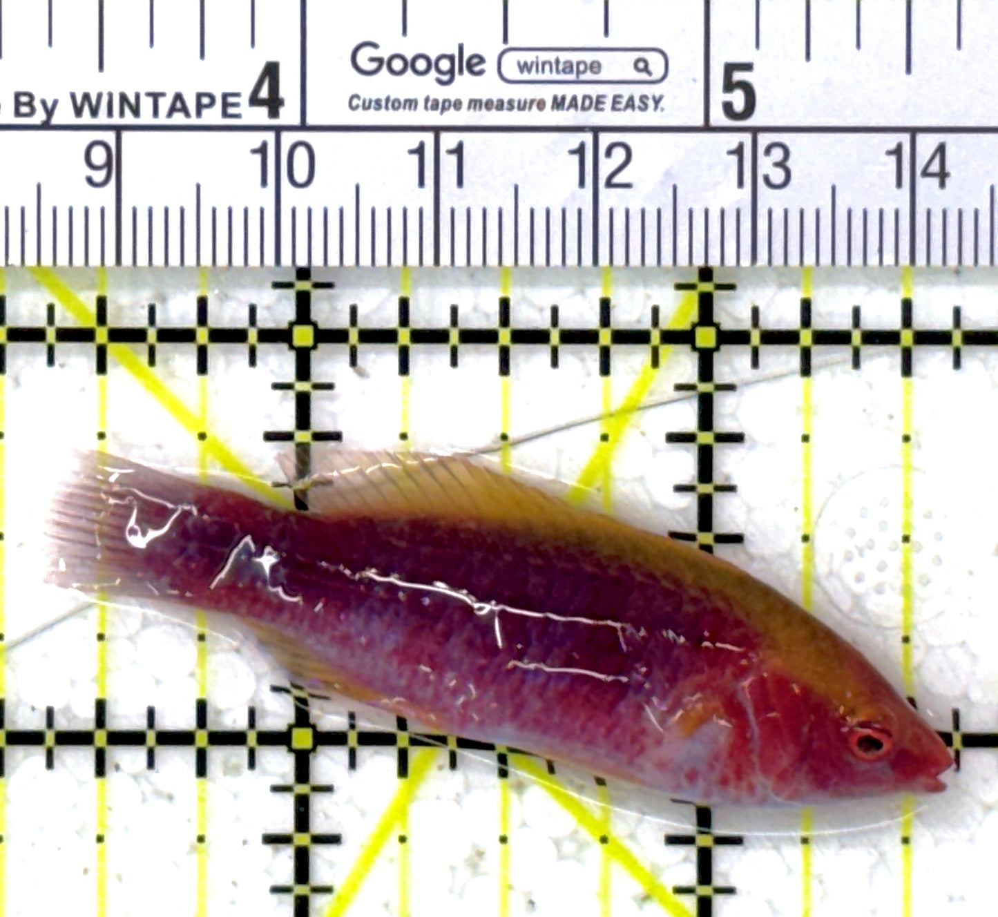 Lubbock's Fairy Wrasse LFW112703 WYSIWYG Size: SHOW 2.5" approx