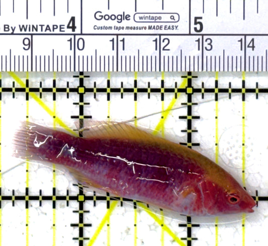 Lubbock's Fairy Wrasse LFW112703 WYSIWYG Size: SHOW 2.5" approx