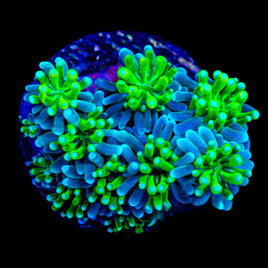 Solstice Galaxea (Aquacultured) Size: M 0.75” to 1” Approx Frag