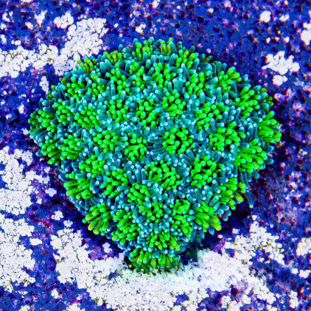 Solstice Galaxea (Aquacultured) Size: M 0.75” to 1” Approx Frag