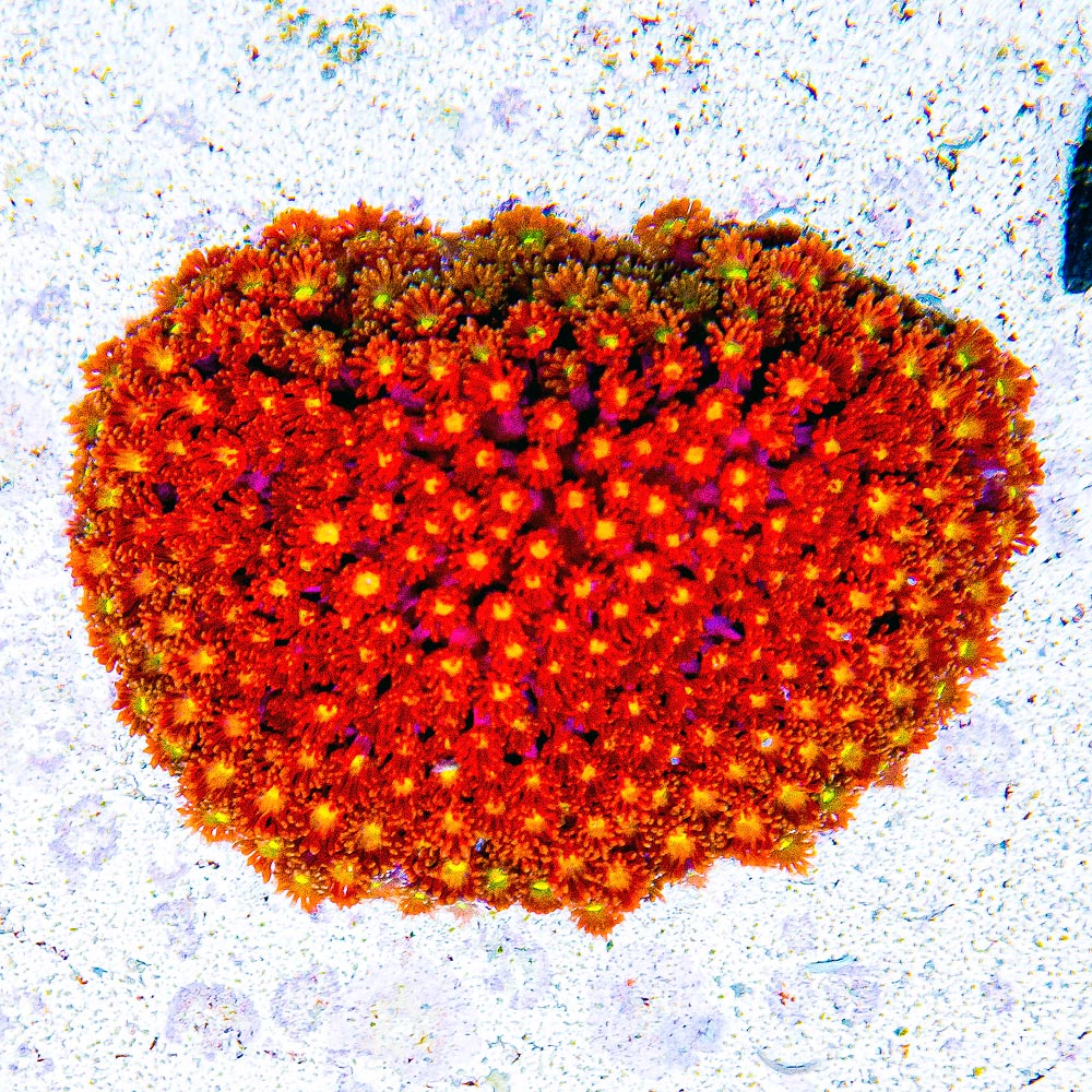 Time Warp Goniopora Short Polyp (Aquacultured) Size: M 0.75” to 1” Approx Frag