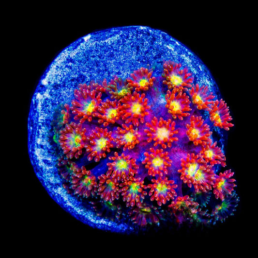 Time Warp Goniopora Short Polyp (Aquacultured) Size: M 0.75” to 1” Approx Frag