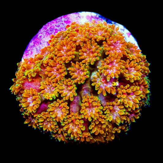 Sunflower Short Polyp Goniopora (Aquacultured) Size: M 0.75” to 1” Approx Frag