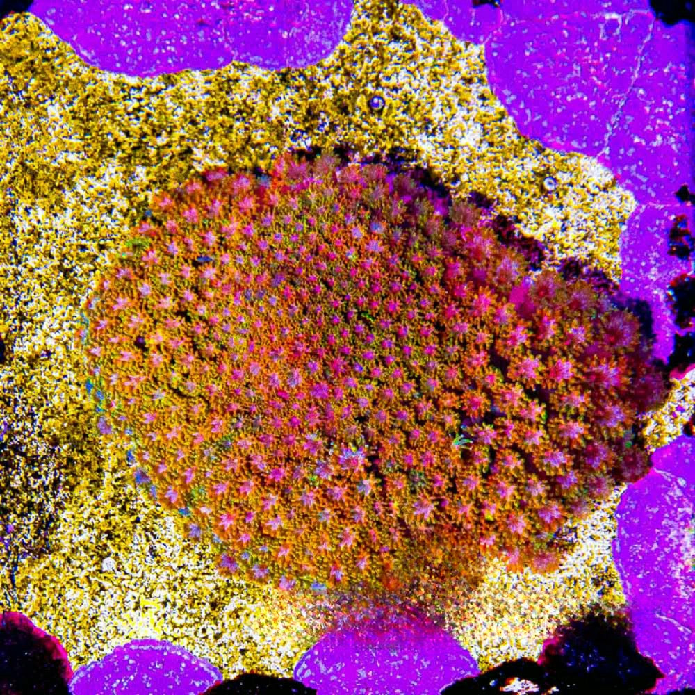 Sunflower Short Polyp Goniopora (Aquacultured) Size: M 0.75” to 1” Approx Frag