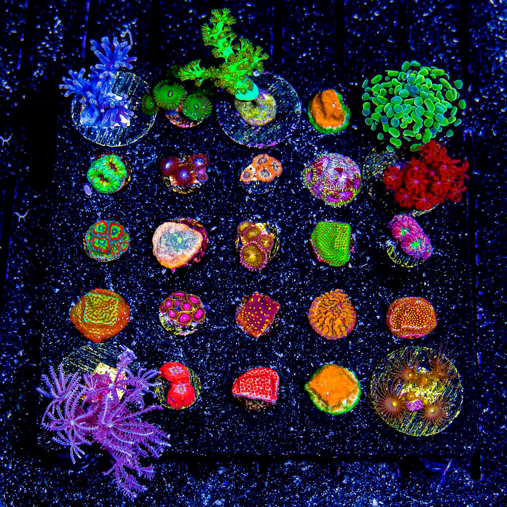 Assorted Coral (Aquacultured) Size: M 0.75” to 1” Approx Frag