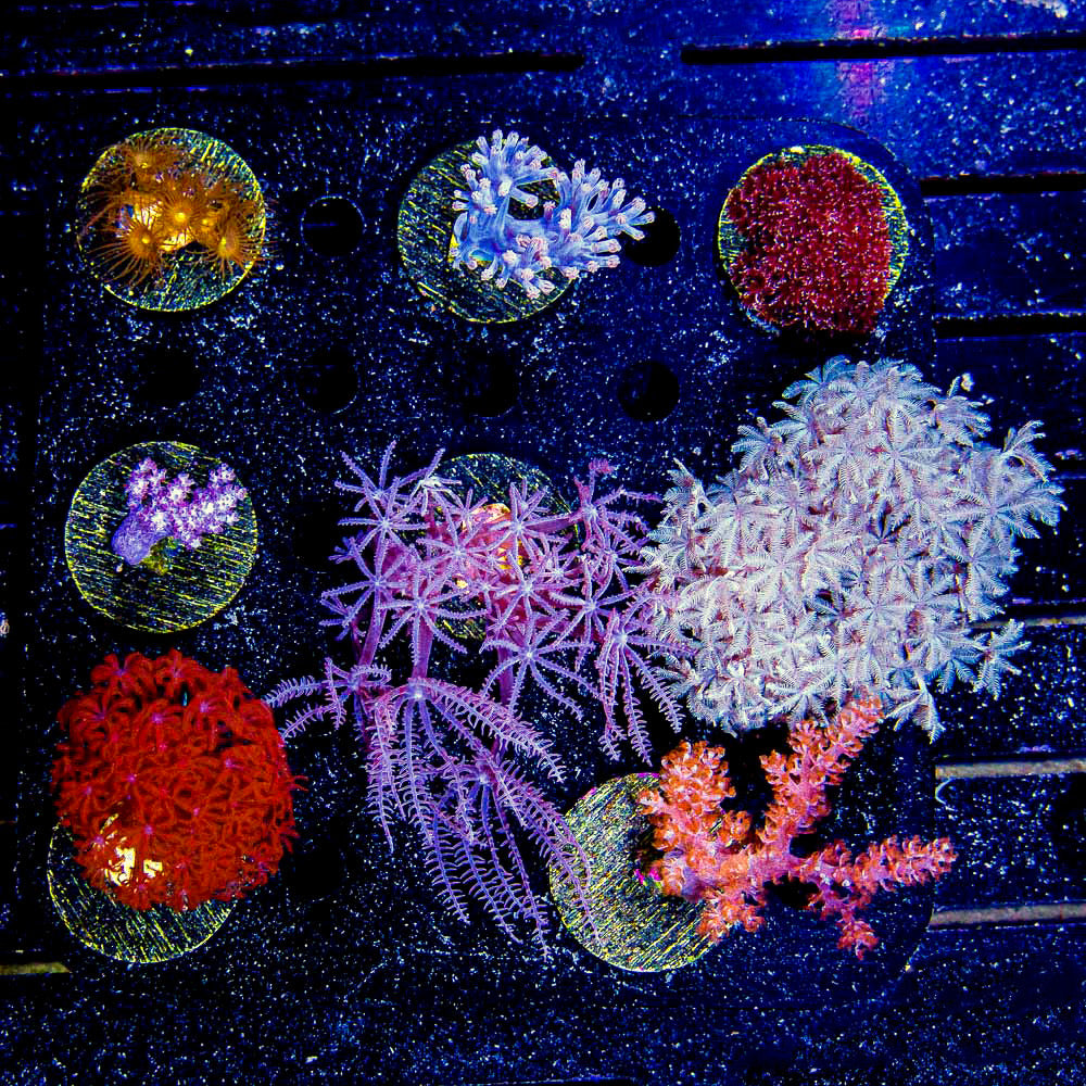 Beginner Soft Coral Pack (Aquacultured) Size: M 0.75” to 1” Approx Frag