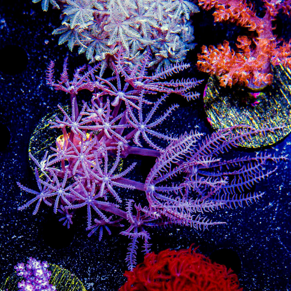 Beginner Soft Coral Pack (Aquacultured) Size: M 0.75” to 1” Approx Frag