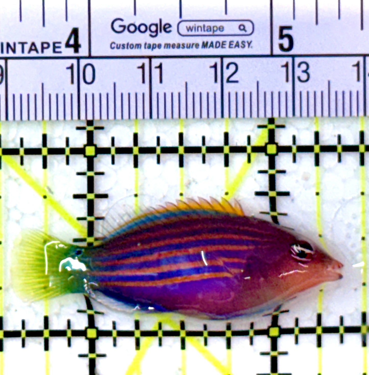 Six Line Wrasse (Indo) SLW112601 WYSIWYG Size: L 1.75"