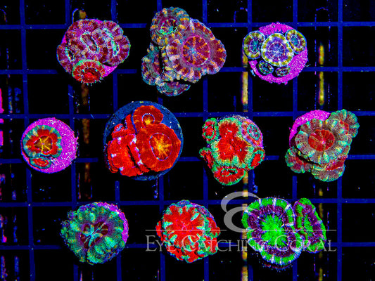 Assorted Acan Lords - Captive Spawned (Aquacultured) Size: M 0.75” to 1” Approx Frag