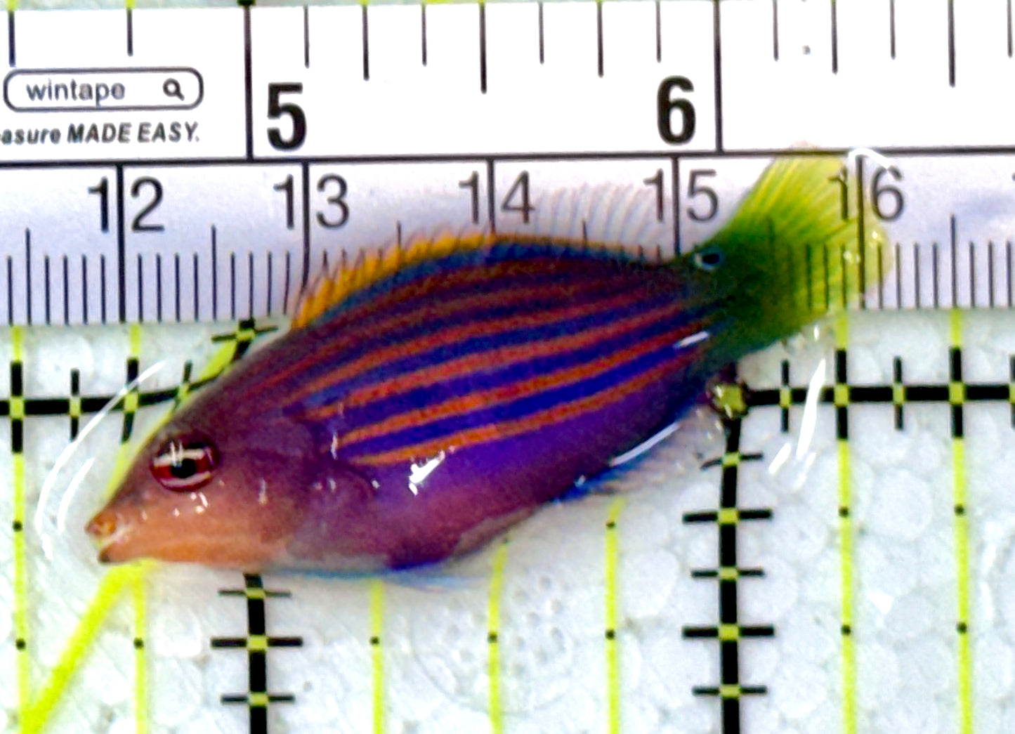 Six Line Wrasse (Indo) SLW112601 WYSIWYG Size: L 1.75"