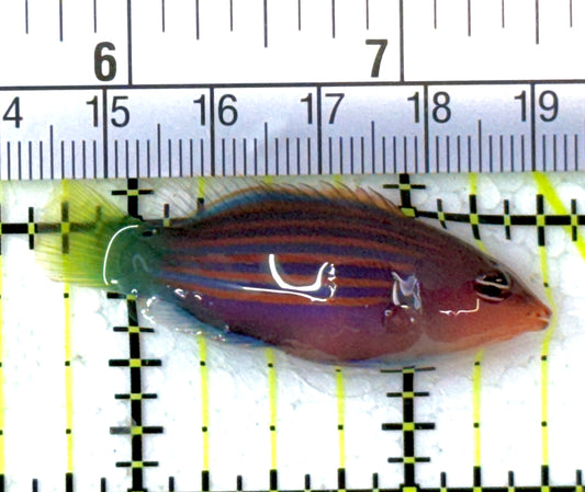 Six Line Wrasse (Indo) SLW112702 WYSIWYG Size: L 1.75" approx