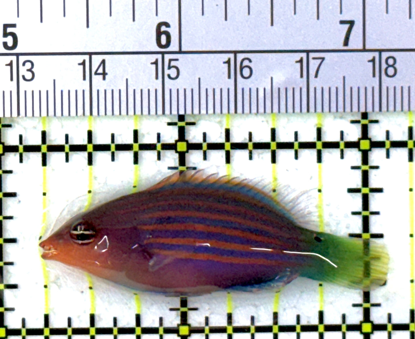 Six Line Wrasse (Indo) SLW112702 WYSIWYG Size: L 1.75" approx