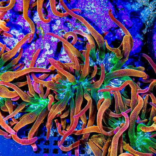 Rainbow Inferno Bubble Tip Anemone (Aquacultured Anemones)